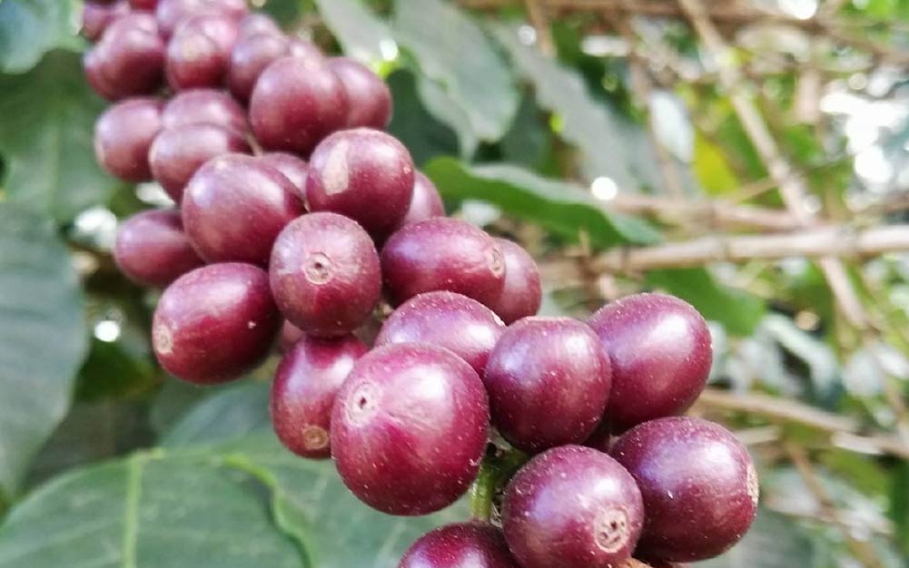 تاثیر دان قهوه در رست دانه‌های مختلف قهوه- گروه صنعتی آراکاپ